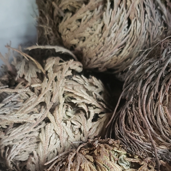 Rose Of Jericho - Picture 7 of 8